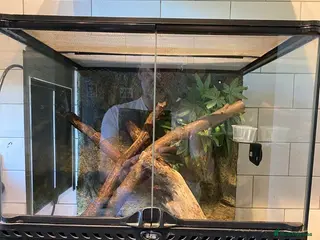 Gecko reptiles Exo Terra terrarium set up with 4 Mourning Geckos - Advert 3