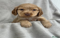 Cocker Spaniel dogs for sale: KC HEALTH TESTED SHOW COCKER SPANIELS - Image 4