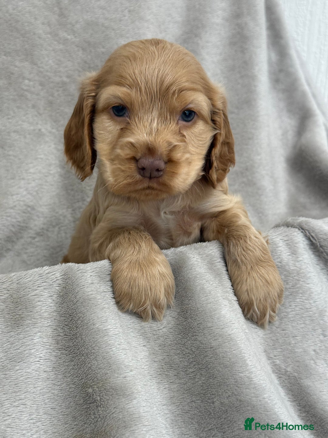 Cocker Spaniel dogs for sale: KC HEALTH TESTED SHOW COCKER SPANIELS - Image 4