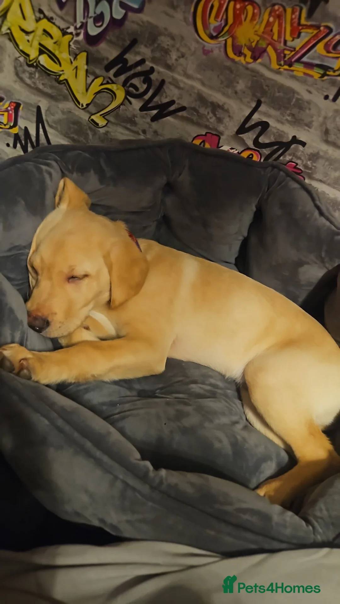 Labrador Retriever dogs for sale: Golden Labrador for sale in Prestonpans - Advert 12