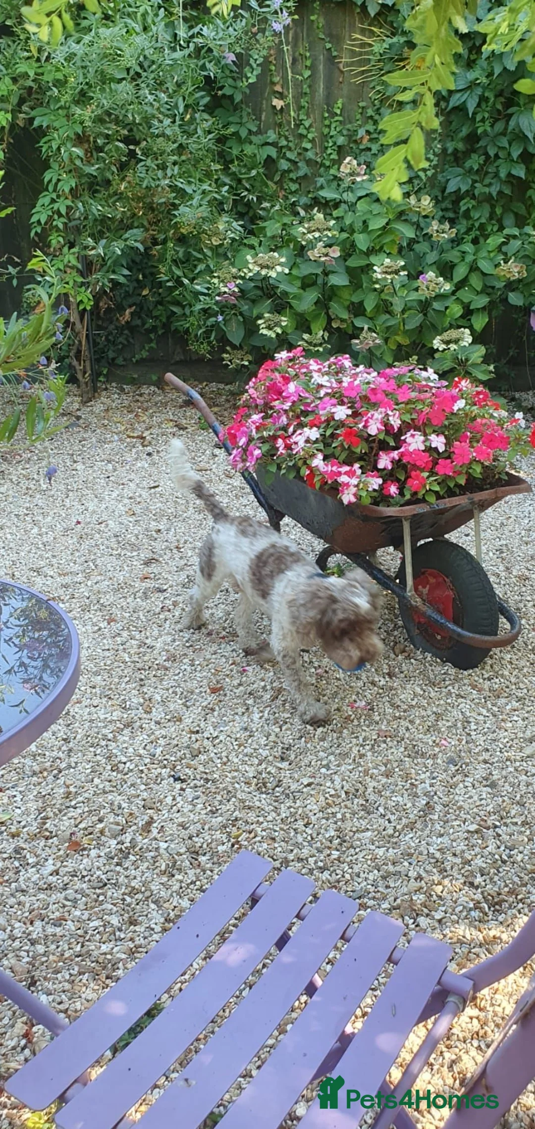 Cockapoo dogs for stud: Beautiful stud Cockapoo  in South Petherton - Advert 2