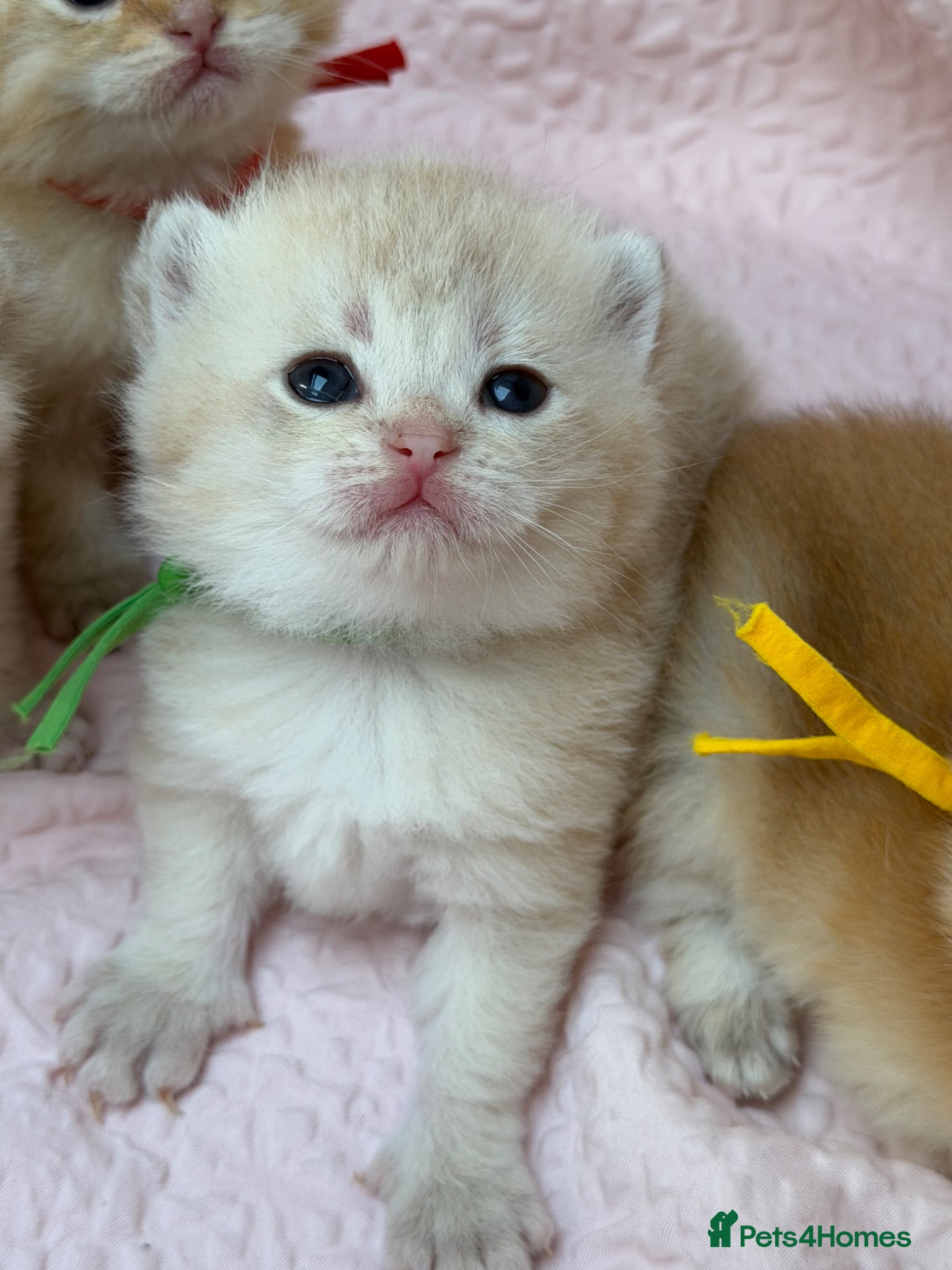 British Shorthair cats British shorthair blue golden kittens GCCF  - Advert 15