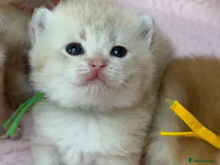 British Shorthair cats British shorthair blue golden kittens GCCF - Advert 15