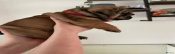 English Bulldog dogs for sale: Quality English bulldogs  - Advert 20