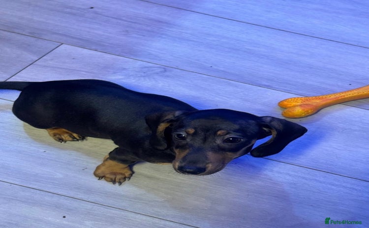 Dachshund dogs - Advert 3