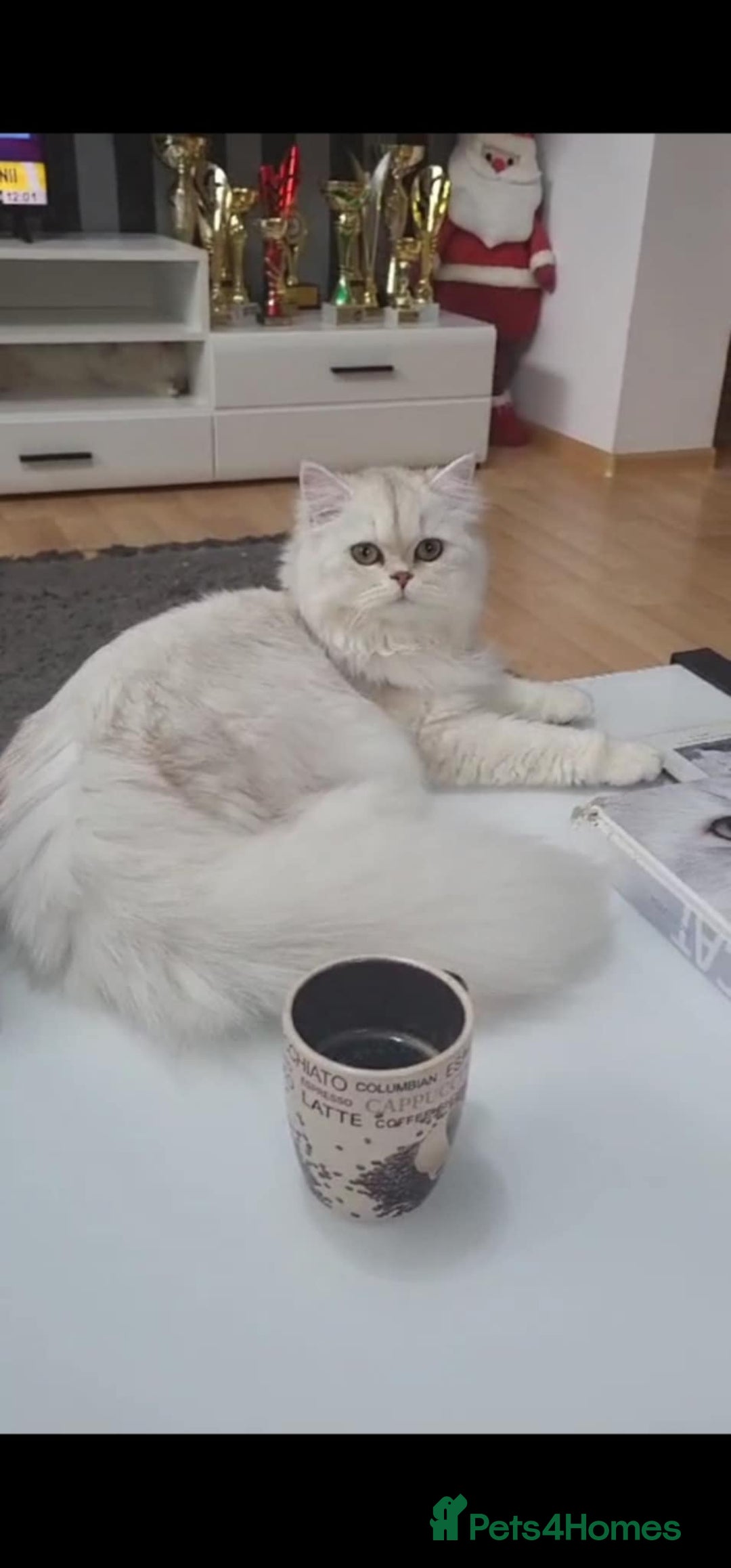 British Longhair cats for sale: Mochi-British Longhair boy - Advert 3