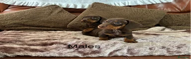 Miniature Dachshund 2