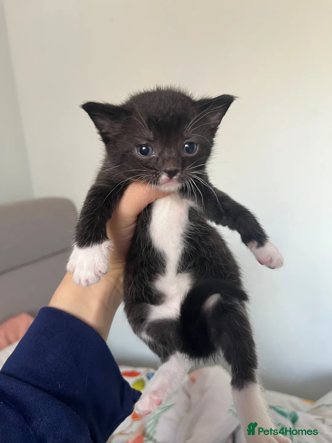 Domestic Shorthair cats for sale: Kitten for sale - Advert 7