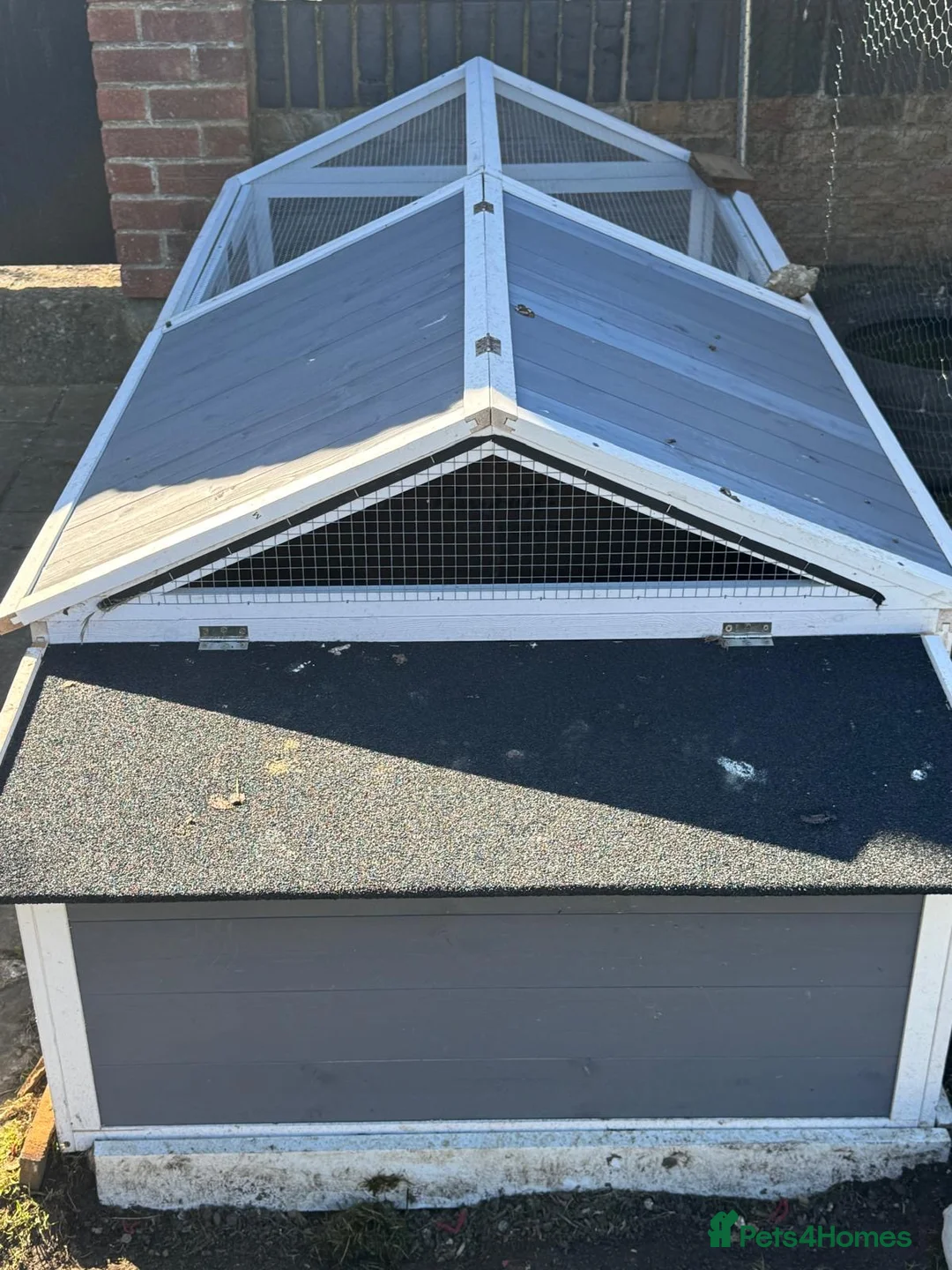 Chickens poultry for sale: Chicks and adults for sale poish mixed silkies  - Advert 9