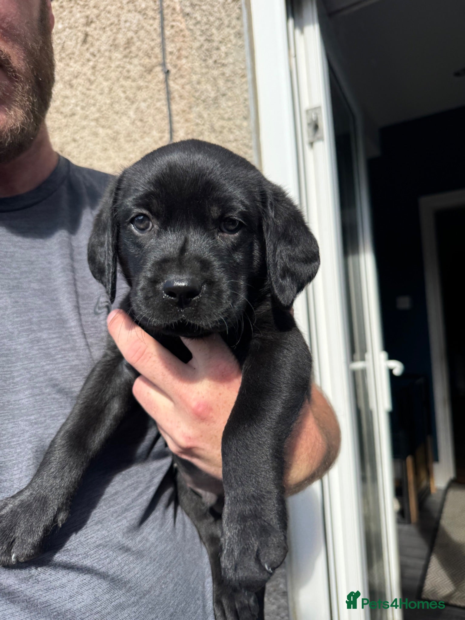 Labrador Retriever dogs KC Registered black Labrador puppies - Advert 16