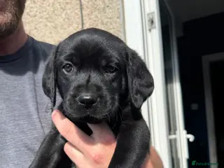 Labrador Retriever dogs KC Registered black Labrador puppies - Advert 5