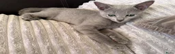 Russian Blue cats for sale: TICA Registered Russian Blue Kittens - Advert 15