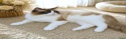 Ragdoll cats for sale: ✨ Exceptional Ragdolls,a distinguished lineage ✨ - Advert 11