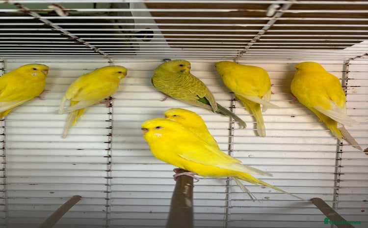 Budgerigars birds - Advert 9