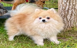 Pomeranian dogs for adoption: Mia – Just a Little Body, Carrying So Much Pain - Image 4