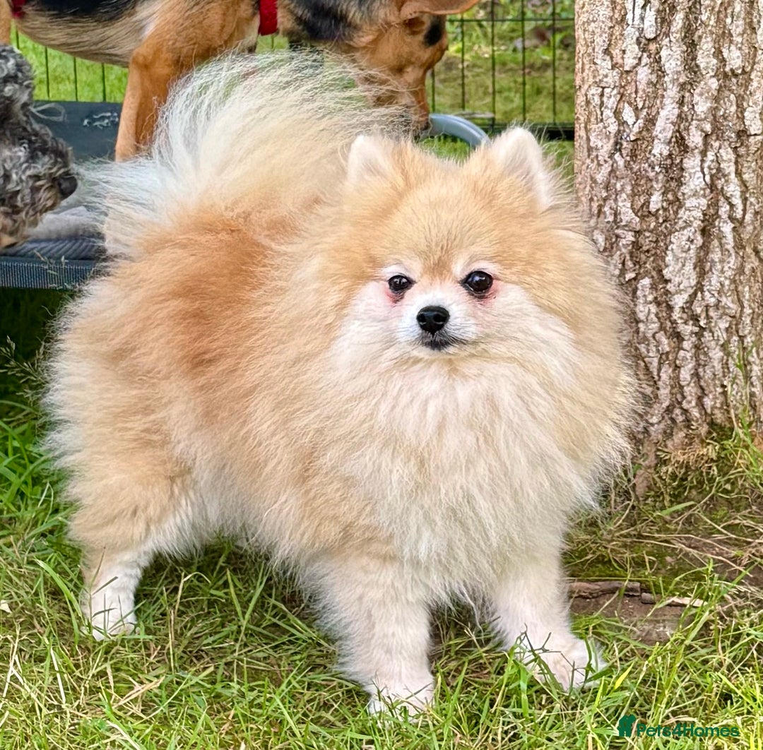 Pomeranian dogs for adoption: Mia – Just a Little Body, Carrying So Much Pain - Image 4