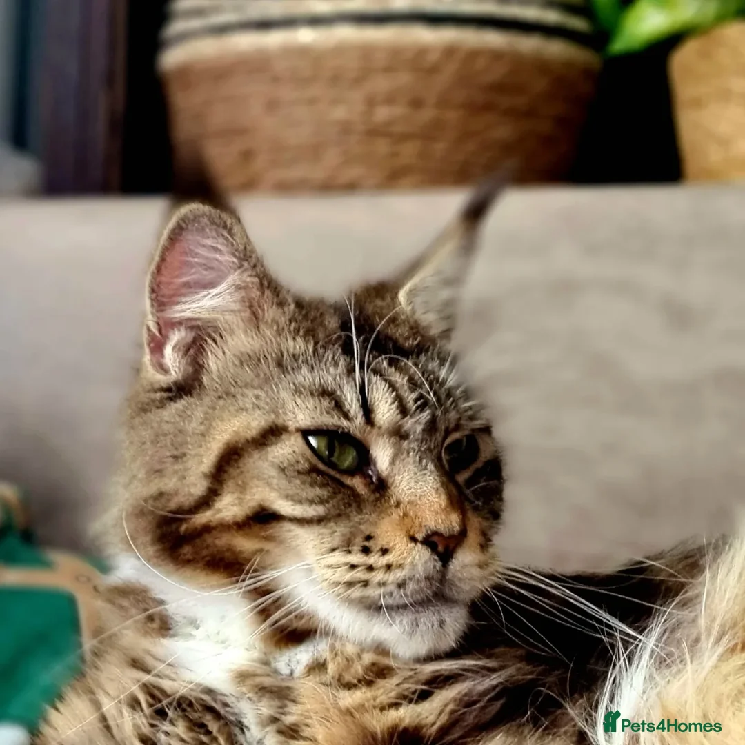 Maine Coon cats for sale: Beautiful Maine Coon kittens  - Advert 15