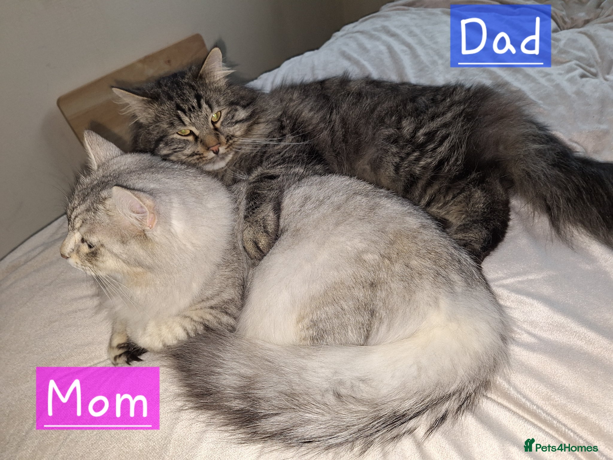 Siberian cats 6 Siberian Kittens looking for fureva homes  - Advert 8