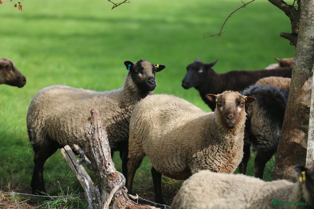 Sheep livestock for sale: Registered Shetland Sheep Flock Reduction  - Image 1