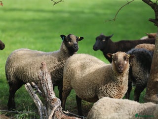 Sheep livestock - Advert 7