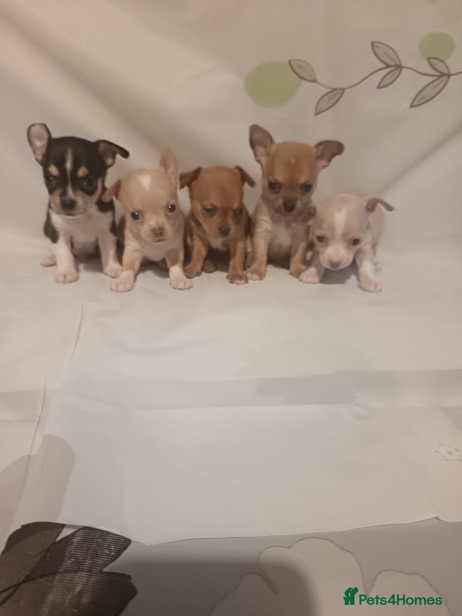 Chihuahua dogs Chihuahua puppies - Advert 1