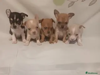 Chihuahua dogs Chihuahua puppies - Advert 1