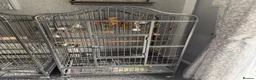Parrots birds for sale: African grey in Bedlington - Advert 5
