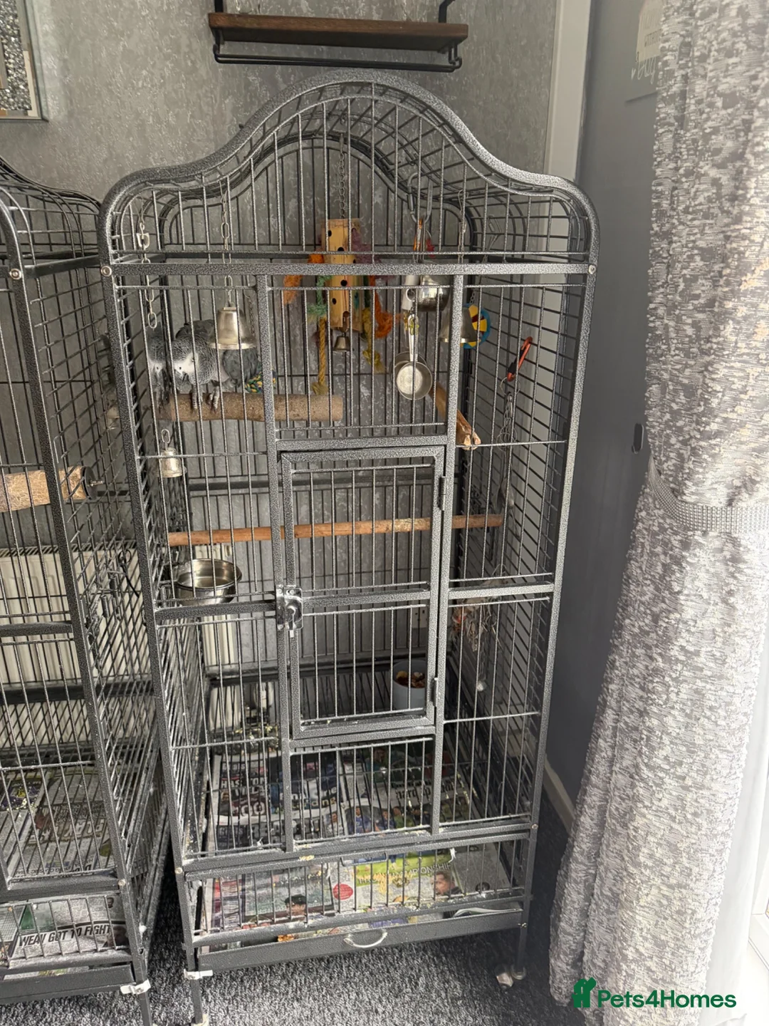 Parrots birds for sale: African grey in Bedlington - Advert 5