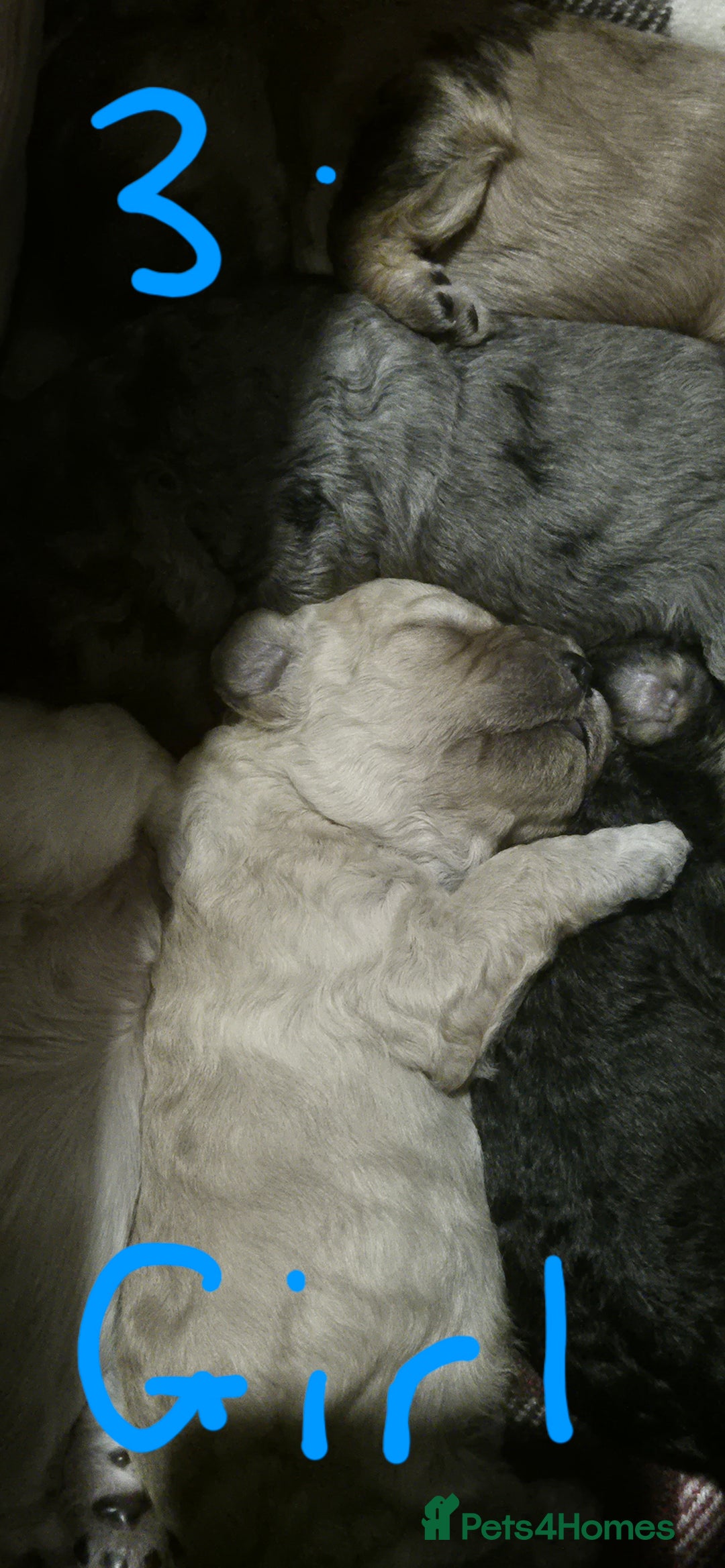 Mixed Breed dogs for sale: Gorgeous cavapoochon puppies - Image 17