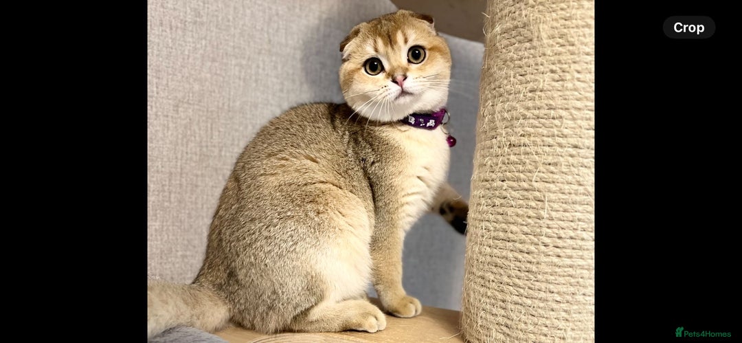 Scottish Fold cats for sale: Scottish Fold Kittens with TICA Registration - Advert 15
