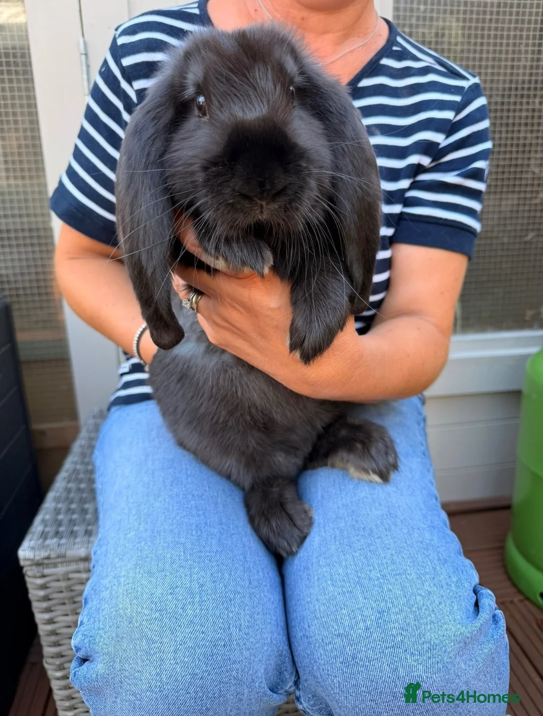 French Lop rabbits for sale: Male French Lop 💙 - Advert 2