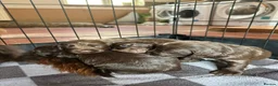 Cocker Spaniel dogs for sale: Working cocker spaniel puppies kc reg in Brough - Advert 16