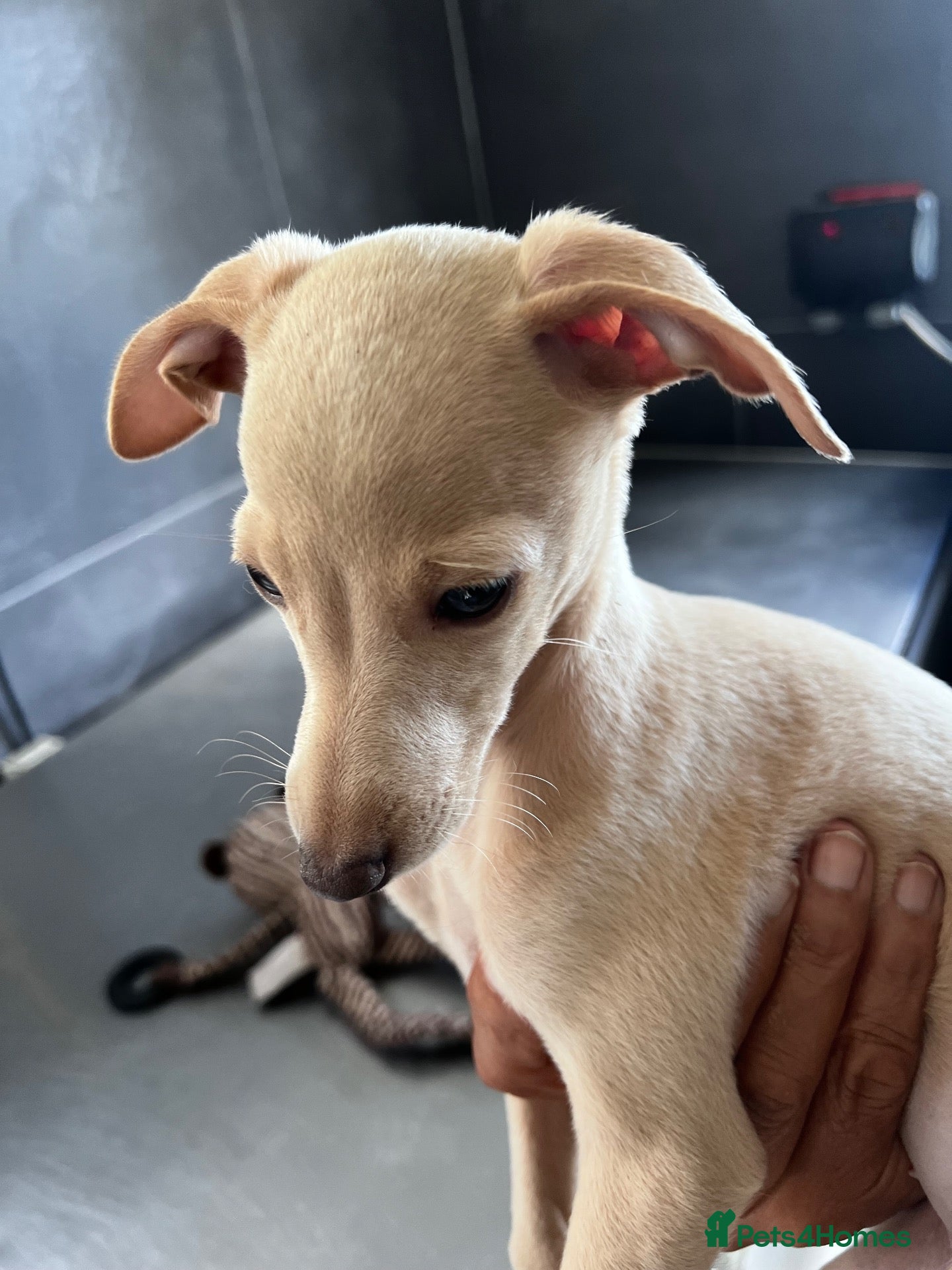 Italian Greyhound dogs for sale: Superb Quality ITALIAN GREYHOUND Puppies - Advert 16