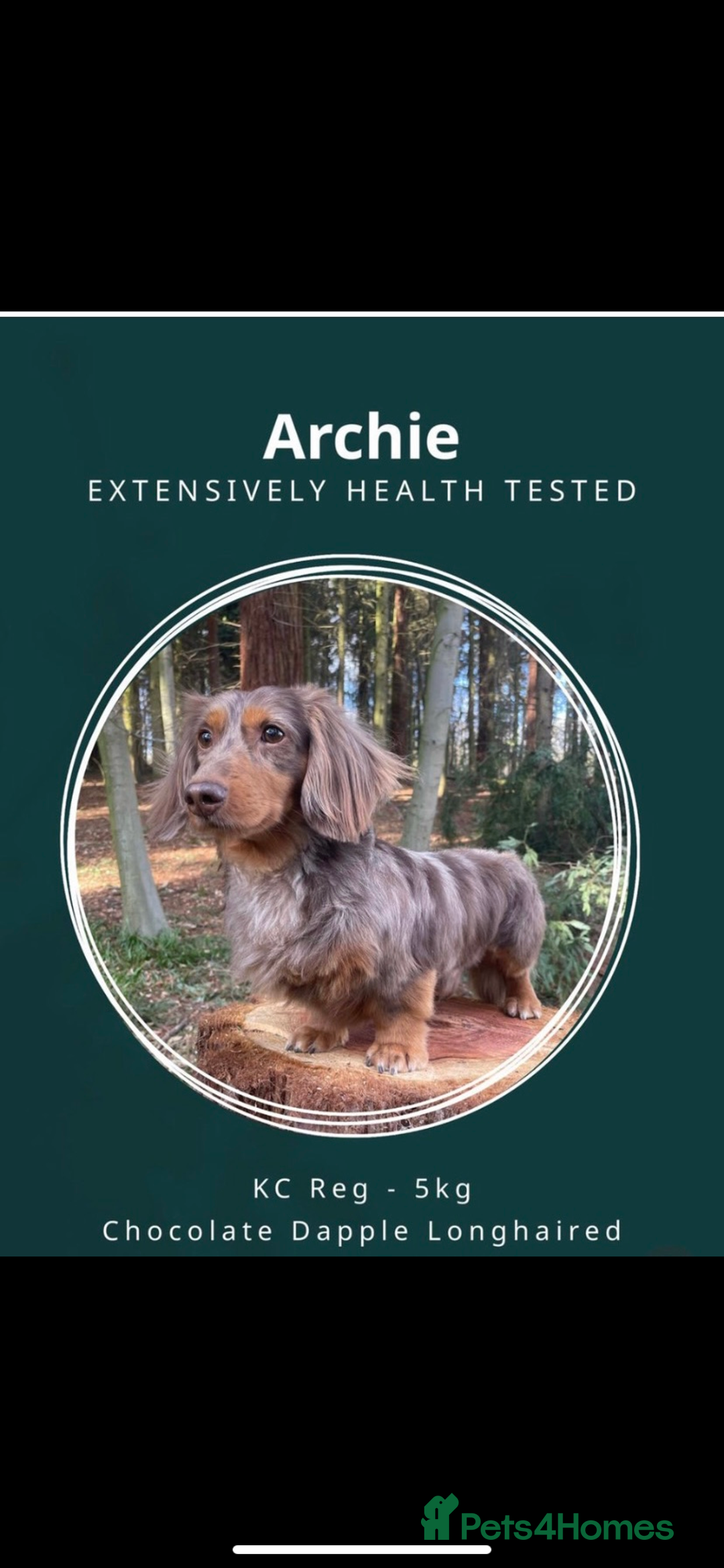 Miniature Dachshund dogs for sale: 🌻Miniature dachshund puppies 🌻 - Image 13