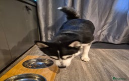 Pomsky dogs for sale: Luna looking for new home asap  - Image 4