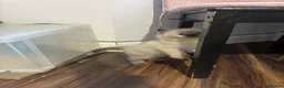 Ragdoll cats for sale: Pure Ragdoll kittens - Advert 20