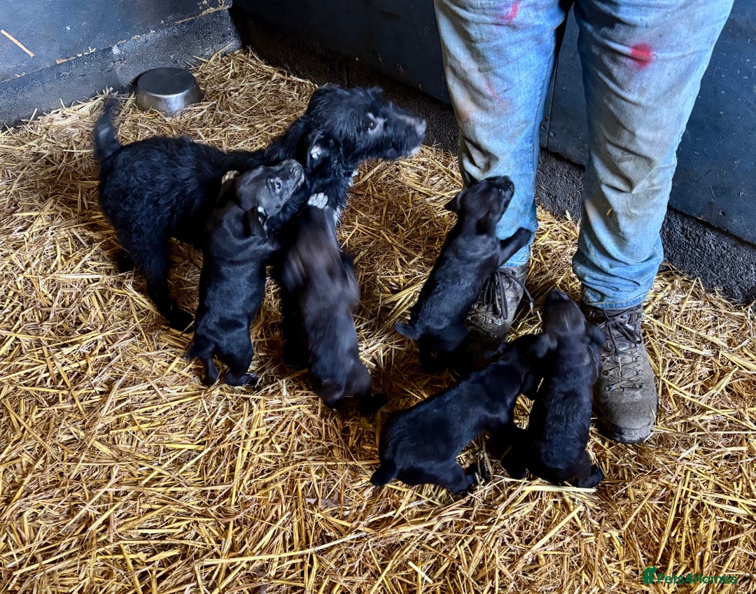 Patterdale Terrier dogs for sale: Gorgeous patterdale puppies - Advert 1