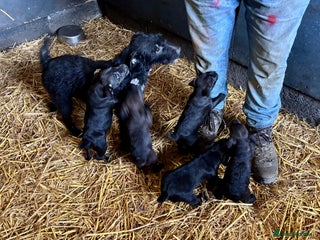 Patterdale Terrier dogs Gorgeous patterdale puppies - Advert 1