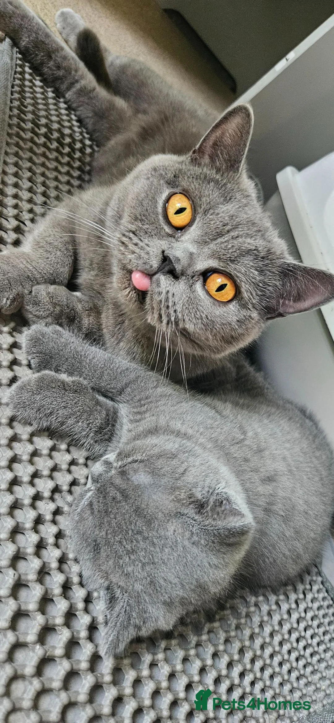 British Shorthair cats for sale: Adorable British Shorthair Kittens - Advert 2