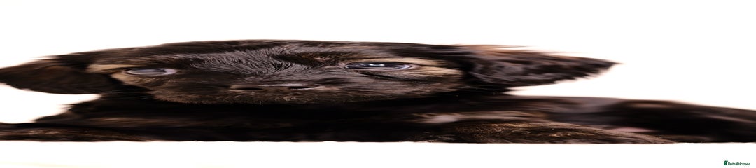 Pluto