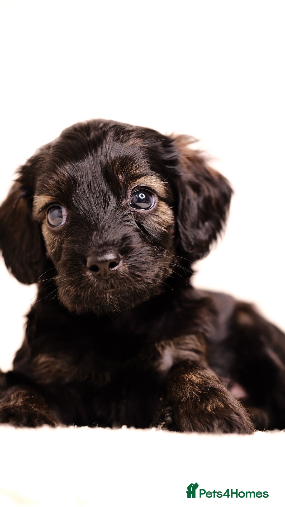 Mixed Breed dogs for sale: 8 UNIQUE Spaniel x Poodle Puppies - Image 14