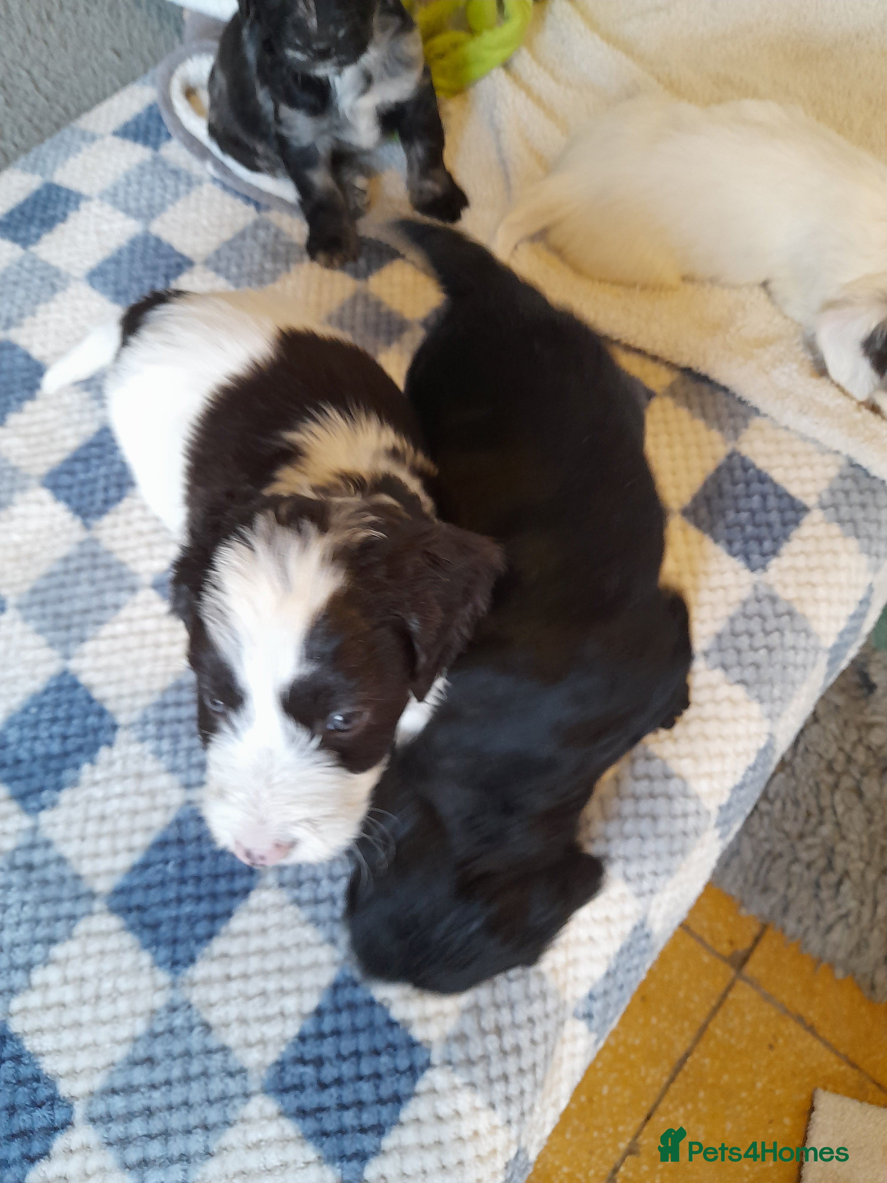 Sproodle dogs Gorgeous Sproodle pups. - Advert 1