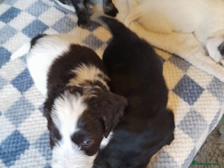 Sproodle dogs Gorgeous Sproodle pups. - Advert 1