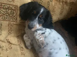 Dachshund dogs Rear white dachshunds in Kensington - Advert 10