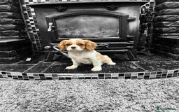 Cavalier King Charles Spaniel dogs for sale: 💫 DNA CLEAR CAVALIER KING CHARLES PUPPIES 💫  - Image 2