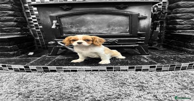 Cavalier King Charles Spaniel dogs - Advert 8