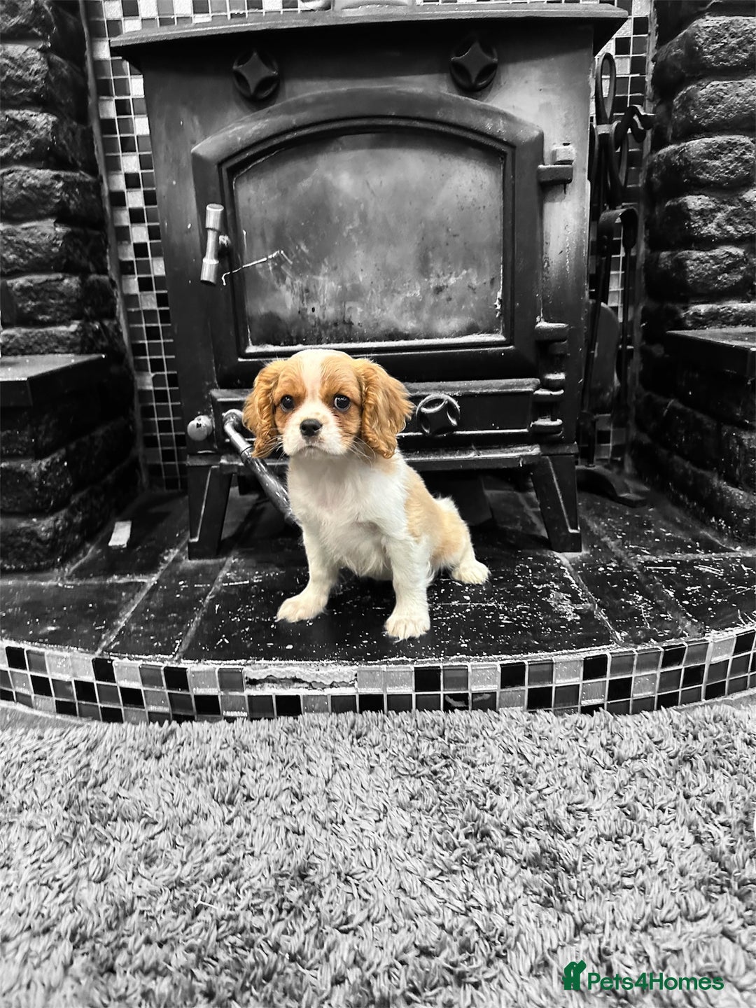 Cavalier King Charles Spaniel dogs for sale: 💫 DNA CLEAR CAVALIER KING CHARLES PUPPIES 💫  - Image 2