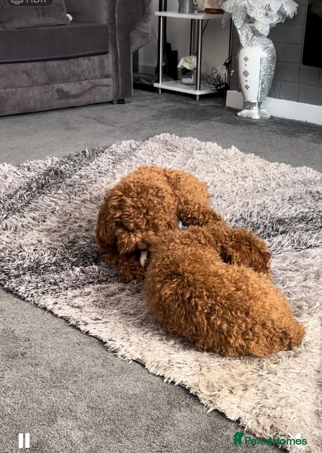 Cockapoo dogs for sale: bella wand waffle - Advert 6