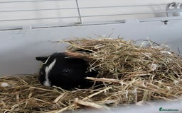 Guinea Pig rodents for sale: 2 Male Guinea Pigs looking for a loving home - Image 4