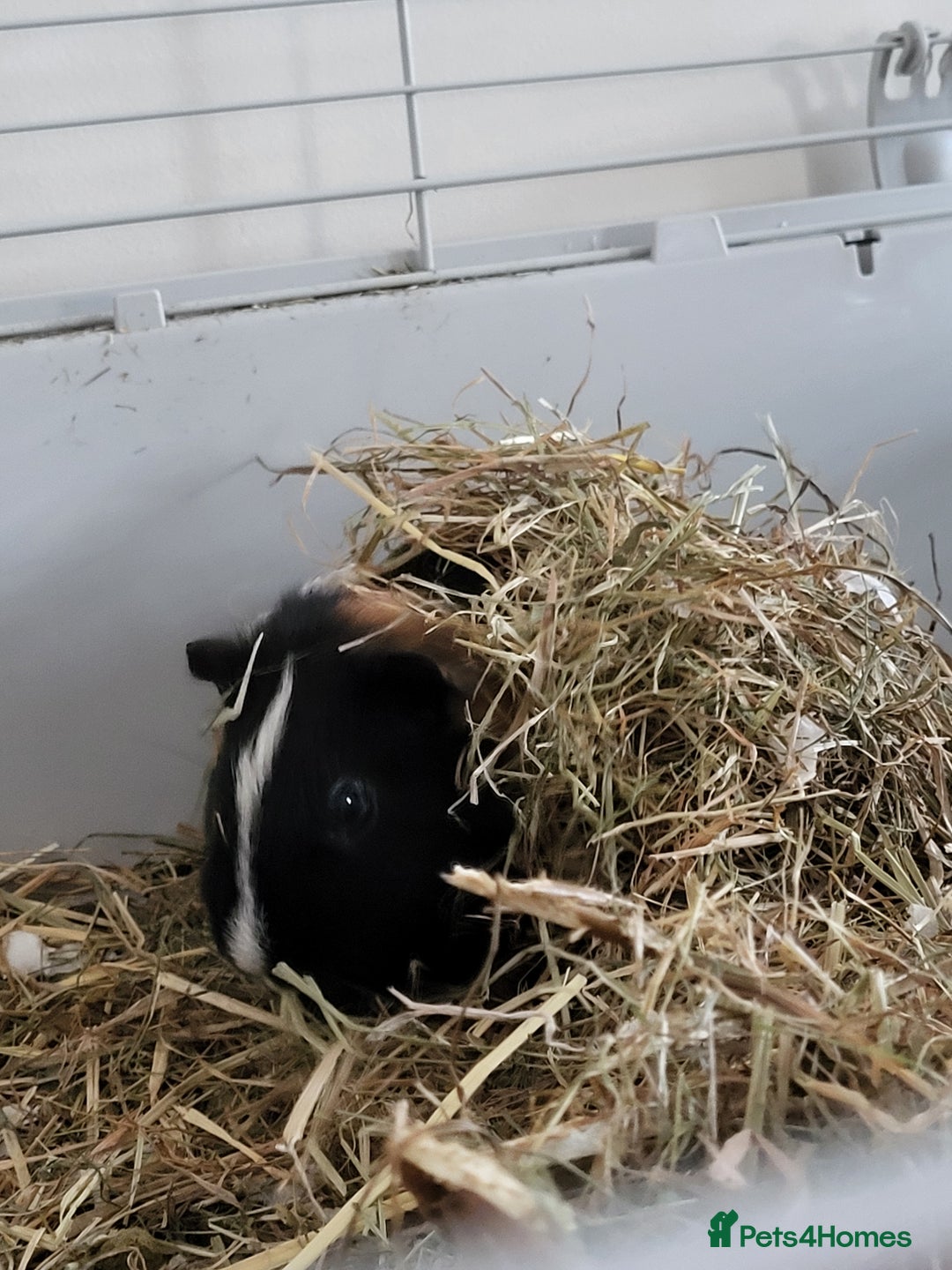 Guinea Pig rodents for sale: 2 Male Guinea Pigs looking for a loving home - Image 4